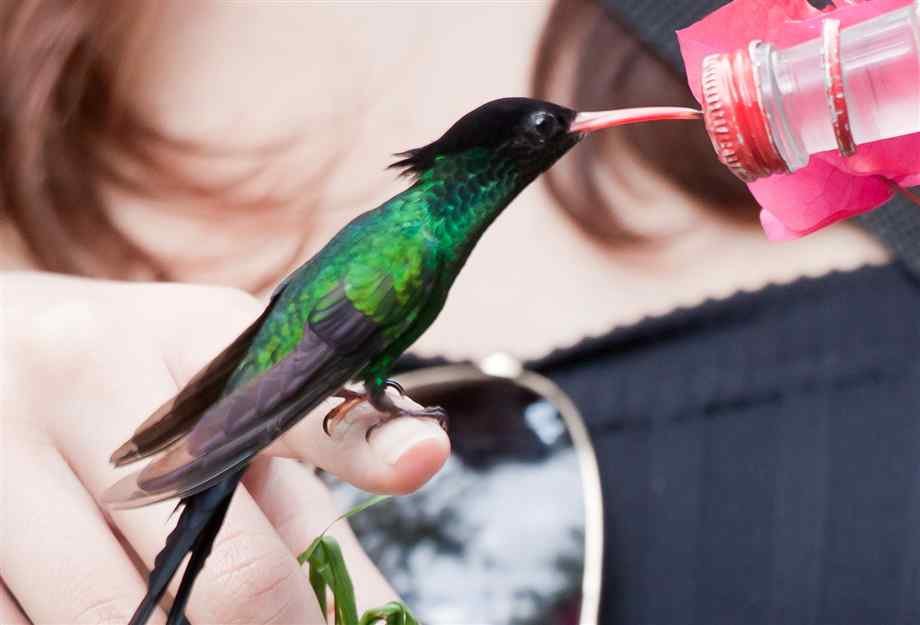 hand feeding hummingbird Rocklands Bird Sanctuary 